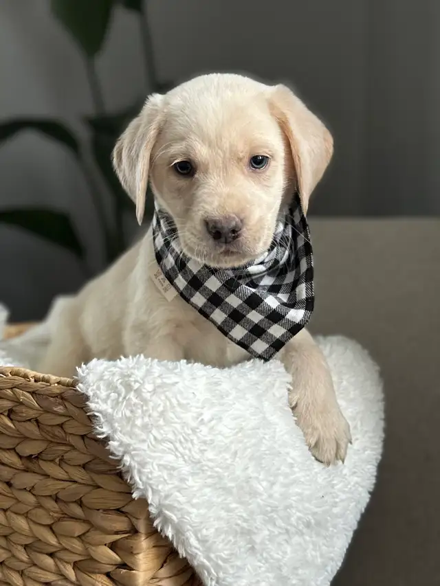 champagne/ yellow Labrador Puppies! Summer Litter 2026 - Photo 5