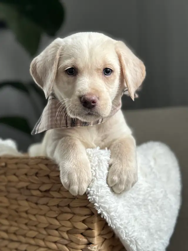 champagne/ yellow Labrador Puppies! Summer Litter 2026 - Photo 6