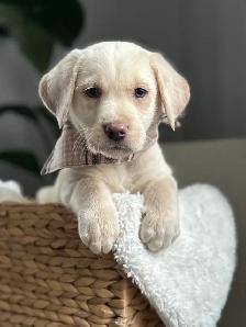 champagne/ yellow Labrador Puppies! Summer Litter 2026 - Photo 6