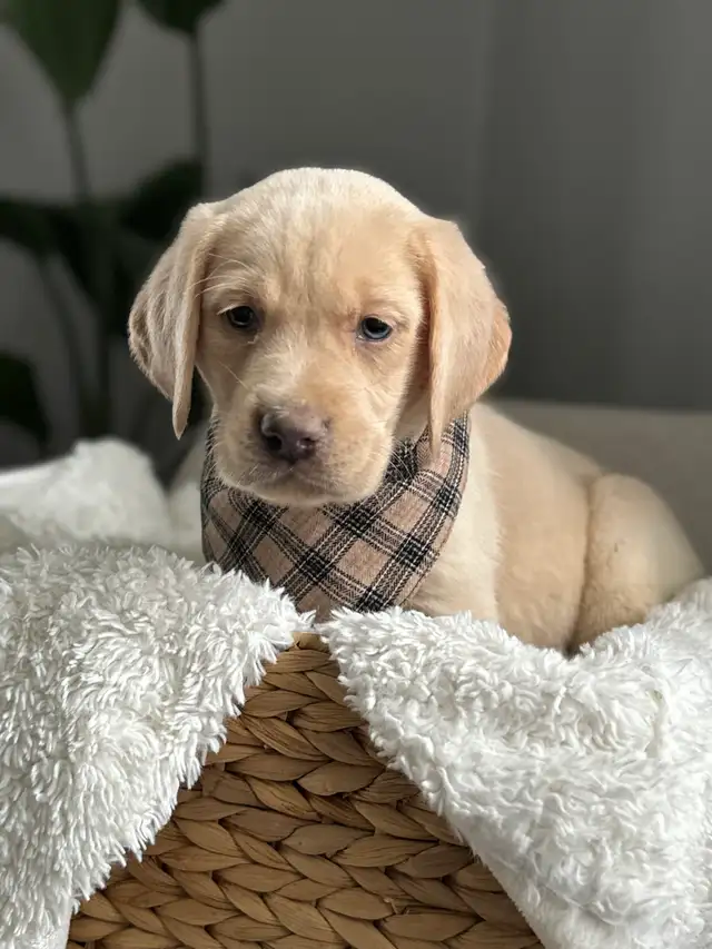 champagne/ yellow Labrador Puppies! Summer Litter 2026 - Photo 7