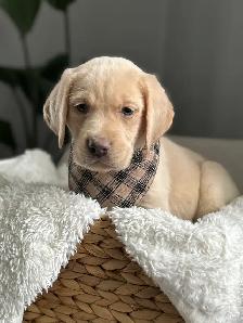champagne/ yellow Labrador Puppies! Summer Litter 2026 - Photo 7