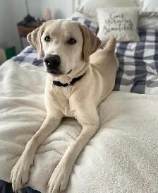 champagne/ yellow Labrador Puppies! Summer Litter 2026 - Photo 8