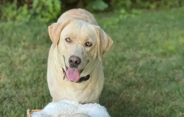 champagne/ yellow Labrador Puppies! Summer Litter 2026 - Photo 9