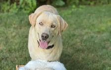 champagne/ yellow Labrador Puppies! Summer Litter 2026 - Photo 9