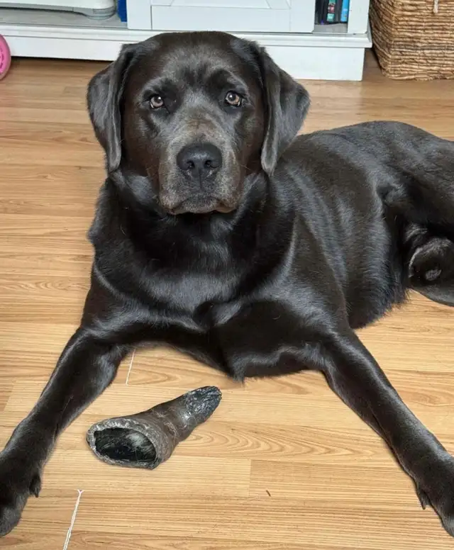 champagne/ yellow Labrador Puppies! Summer Litter 2026 - Photo 10