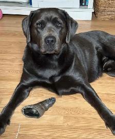 champagne/ yellow Labrador Puppies! Summer Litter 2026 - Photo 10