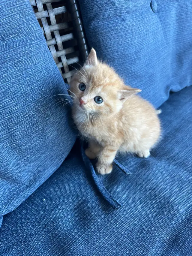 Adorable Orange Kittens For Sale!