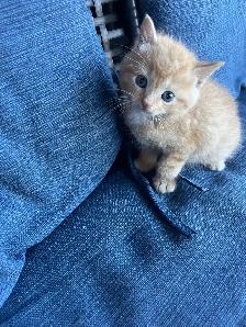 Adorable Orange Kittens For Sale! - Photo 2