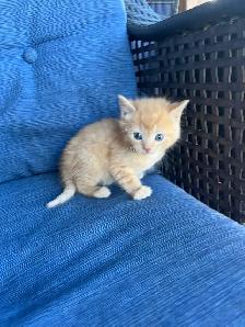 Adorable Orange Kittens For Sale! - Photo 3