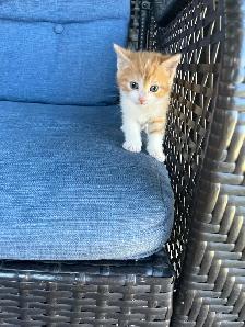 Adorable Orange Kittens For Sale! - Photo 4