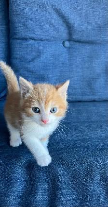 Adorable Orange Kittens For Sale! - Photo 5