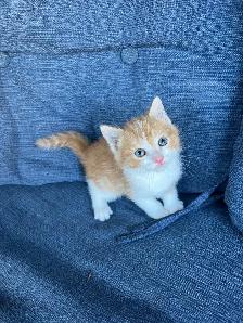 Adorable Orange Kittens For Sale! - Photo 6