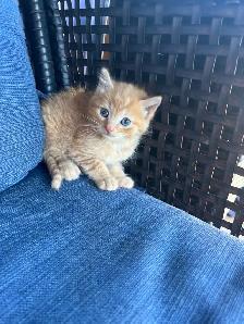 Adorable Orange Kittens For Sale! - Photo 7