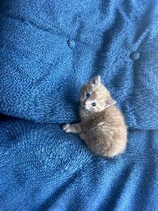 Adorable Orange Kittens For Sale! - Photo 8