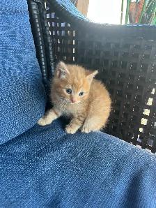 Adorable Orange Kittens For Sale! - Photo 9