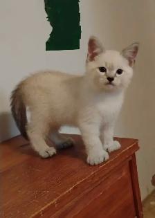 chatons Ragdoll à adopter