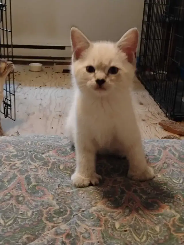 chatons Ragdoll à adopter - Photo 3