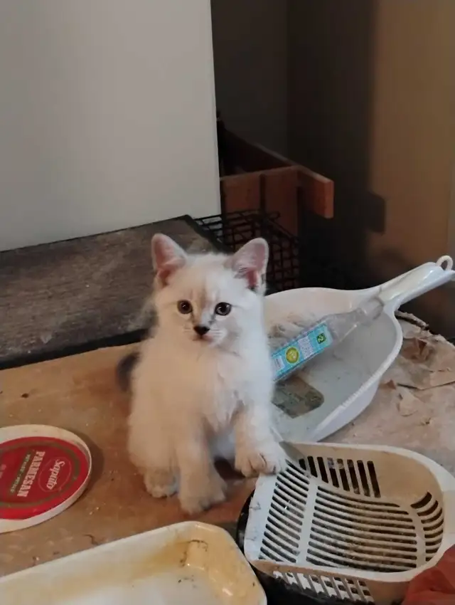 chatons Ragdoll à adopter - Photo 6