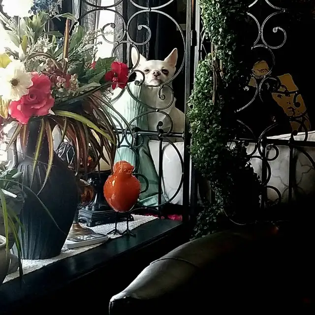 Reliable Long-Term Tenant Seeking Character 2-Bedroom Kitchener - Photo 2