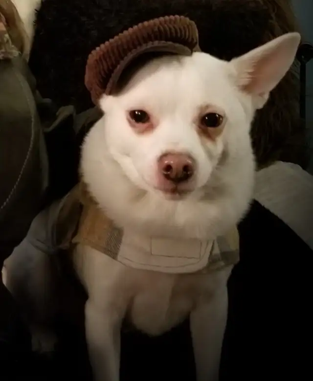 Reliable Long-Term Tenant Seeking Character 2-Bedroom Kitchener - Photo 4