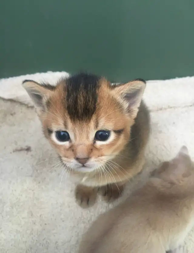 ABYSSINIAN KITTENS / CHATINS ABYSSIN