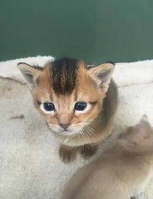 ABYSSINIAN KITTENS / CHATINS ABYSSIN