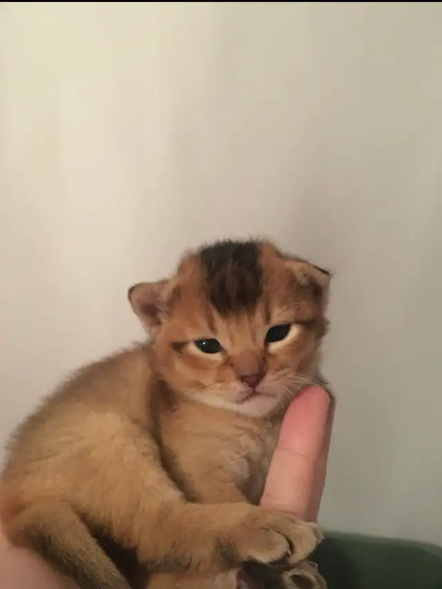 ABYSSINIAN KITTENS / CHATINS ABYSSIN - Photo 2