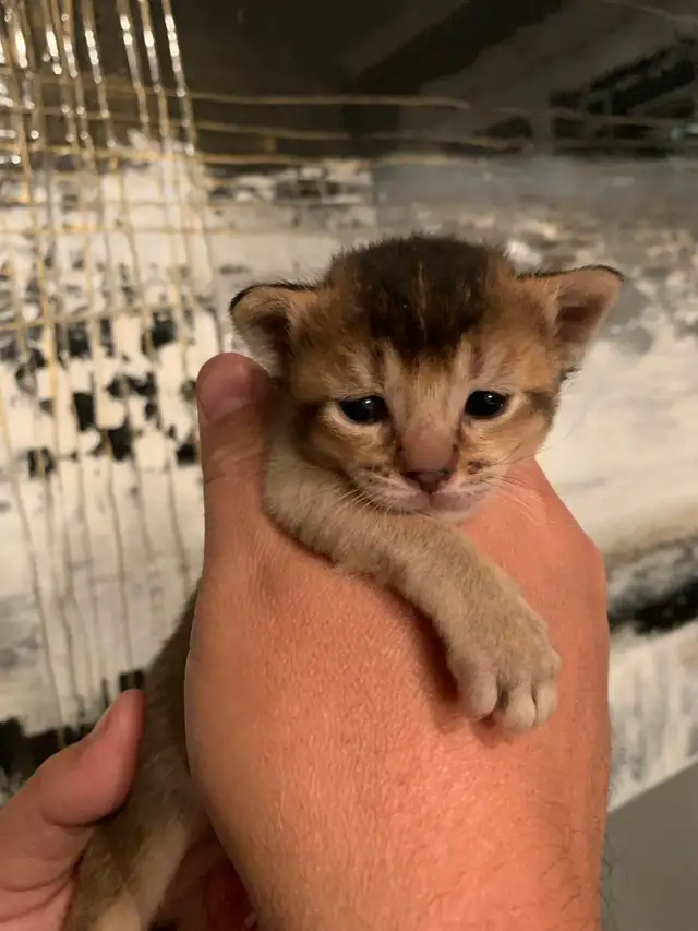 ABYSSINIAN KITTENS / CHATINS ABYSSIN - Photo 3