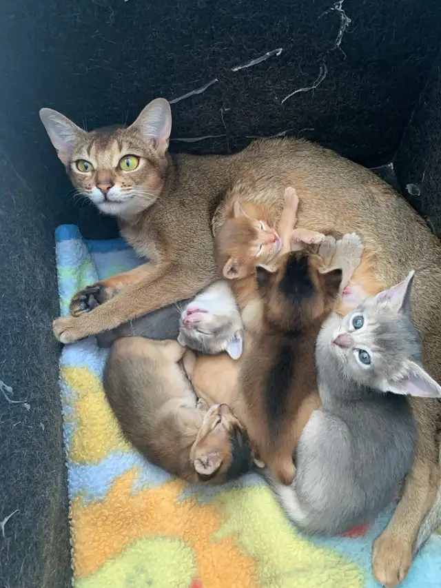 ABYSSINIAN KITTENS / CHATINS ABYSSIN - Photo 4