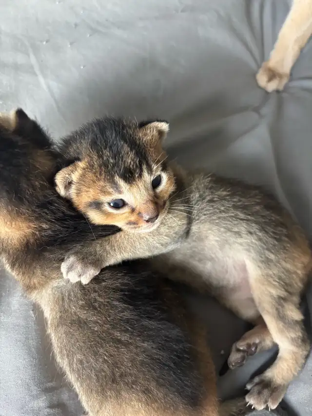 ABYSSINIAN KITTENS / CHATINS ABYSSIN - Photo 5