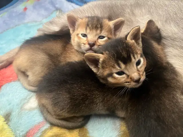 ABYSSINIAN KITTENS / CHATINS ABYSSIN - Photo 6