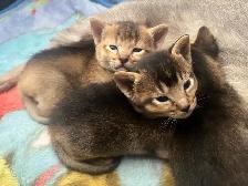 ABYSSINIAN KITTENS / CHATINS ABYSSIN - Photo 6