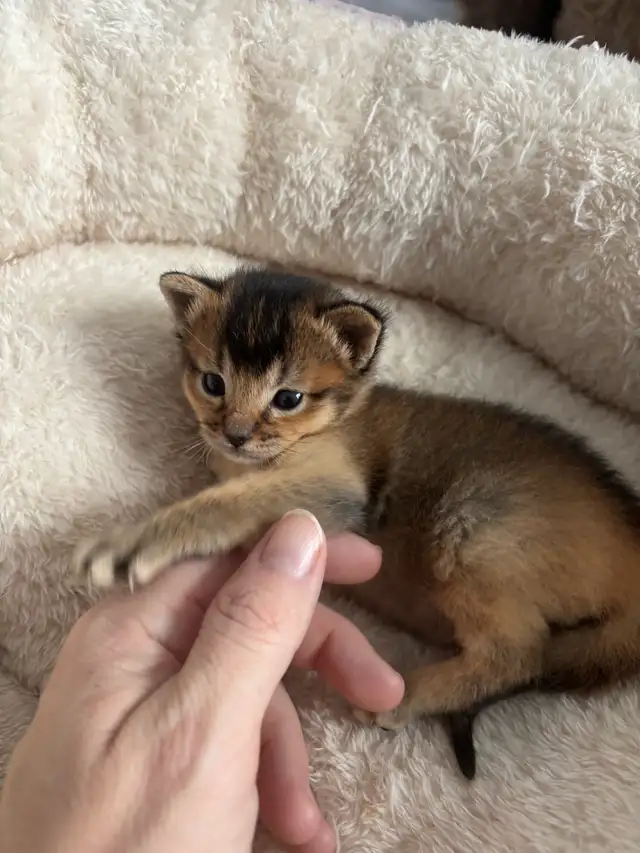 ABYSSINIAN KITTENS / CHATINS ABYSSIN - Photo 7