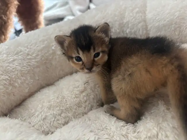 ABYSSINIAN KITTENS / CHATINS ABYSSIN - Photo 8