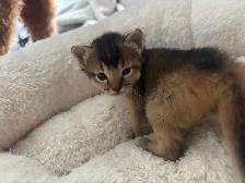 ABYSSINIAN KITTENS / CHATINS ABYSSIN - Photo 8