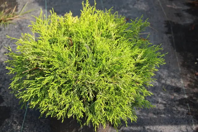 Buy Plants and Mulch Direct! - Photo 9