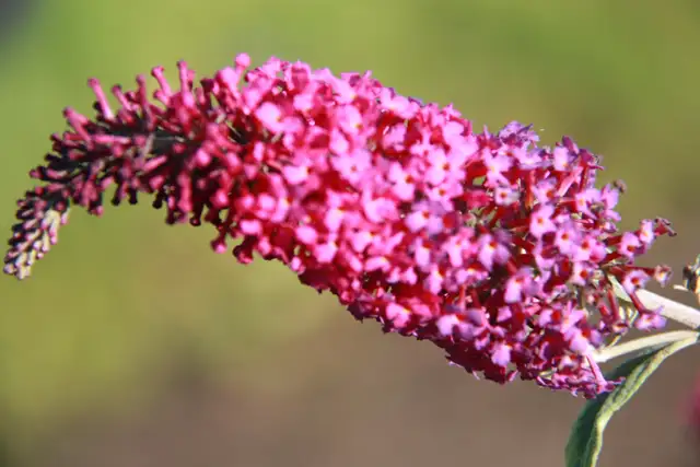Cedars Yews Boxwoods Japanese Maple Plants - Photo 7