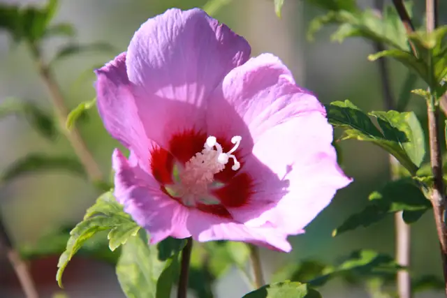 Skip the middleperson and buy plants direct! - Photo 7