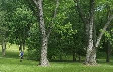Lawn Maintenance Position - Photo 2