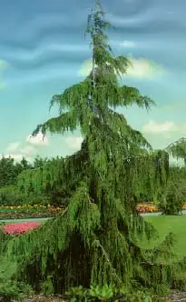 Cedars, Yews, Boxwoods Japanese Maple Plants - Photo 9