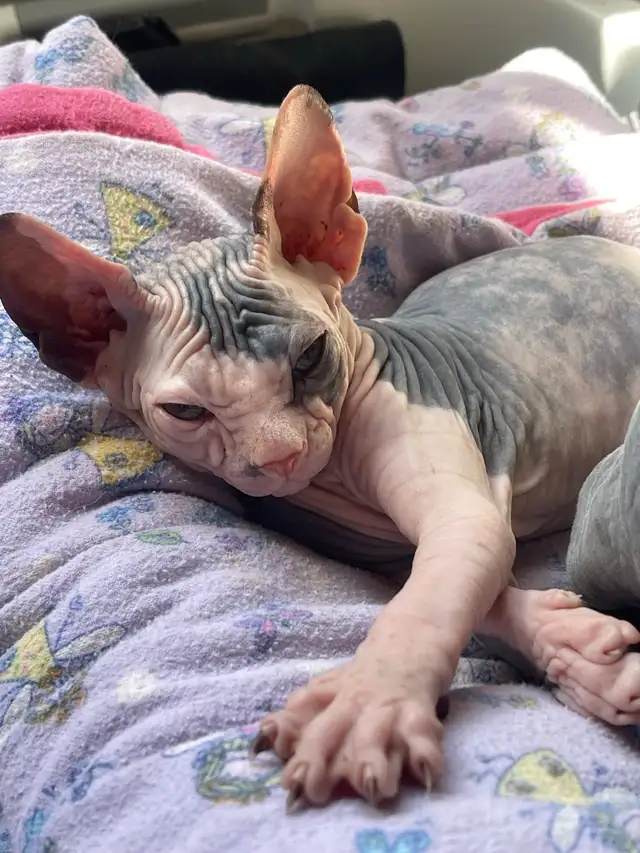 Sphynx Kittens