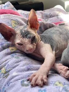 Sphynx Kittens