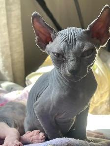 Sphynx Kittens - Photo 2