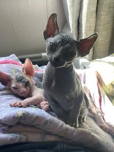 Sphynx Kittens - Photo 3