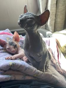 Sphynx Kittens - Photo 4