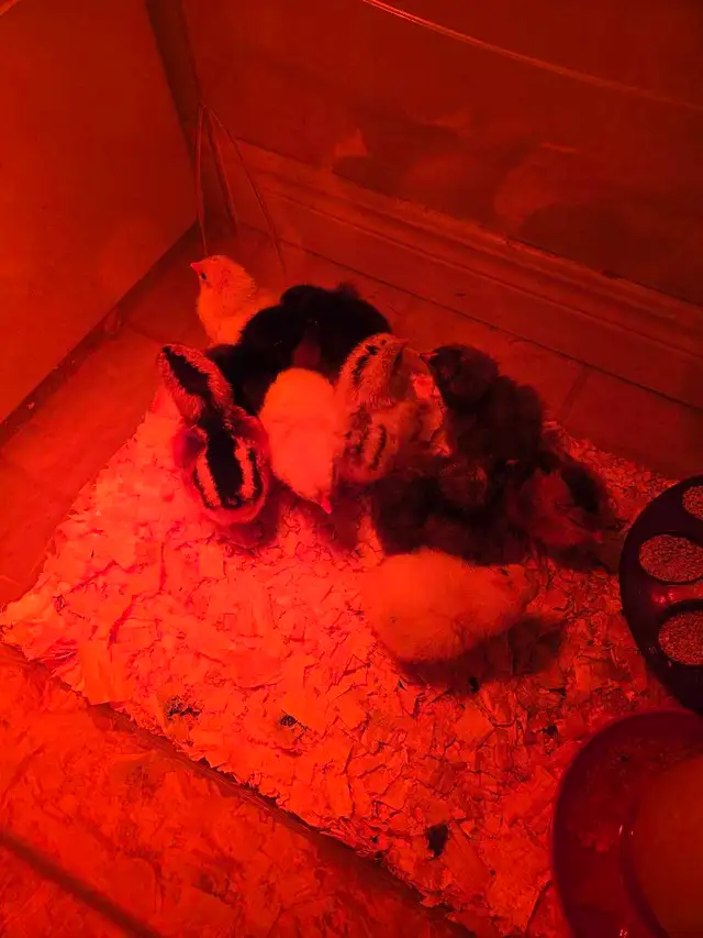 Barnyard mix chicks