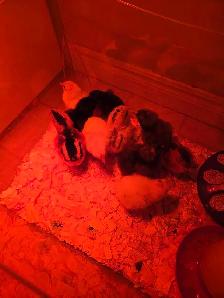 Barnyard mix chicks
