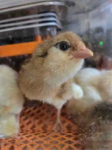 Barnyard mix chicks - Photo 2
