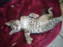 HIGHLANDS LYNX FEMELLE