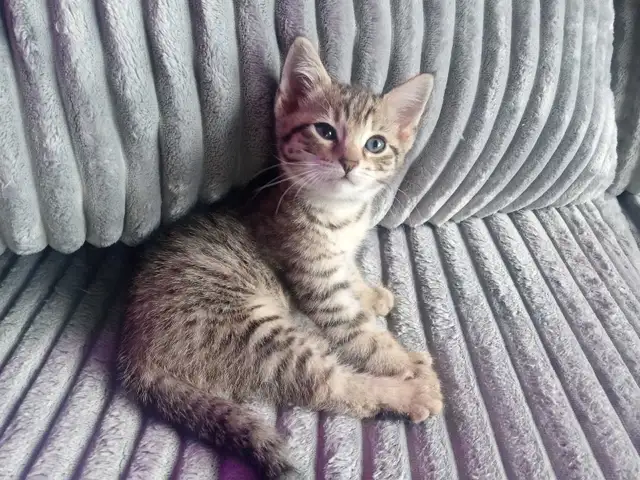 HIGHLANDS LYNX FEMELLE - Photo 3